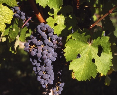 Cabernet Sauvignon Gaillac.jpg